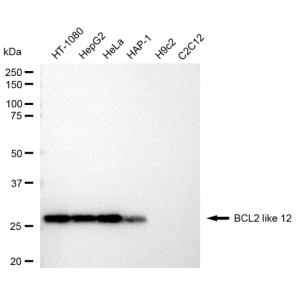 KD-Validated BCL2L12 Rabbit mAb (20 μl)