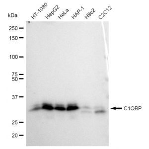 KD-Validated C1QBP Rabbit mAb (20 μl)
