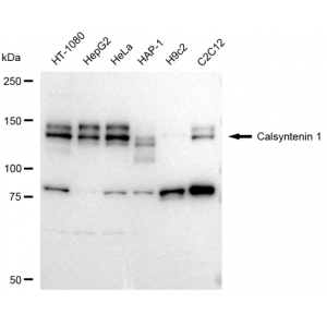 KD-Validated CLSTN1 Rabbit mAb (20 μl)