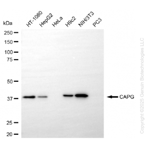 KD-Validated CAPG Rabbit mAb (20 μl)