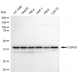 KD-Validated COPS3 Rabbit mAb (20 μl)