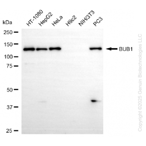 KD-Validated BUB1 Rabbit mAb (20 μl)