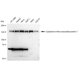 KD-Validated CLASP1 Rabbit mAb (20 μl)