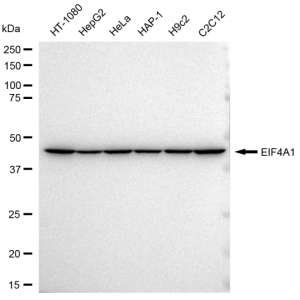 KD-Validated EIF4A1 Rabbit mAb (20 μl)