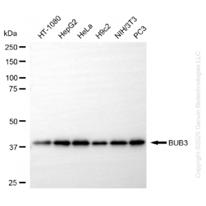 KD-Validated BUB3 Rabbit mAb (20 μl)