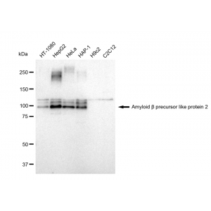KD-Validated APLP2 Rabbit mAb (20 μl)