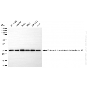 KD-Validated EIF4E Rabbit mAb (20 μl)