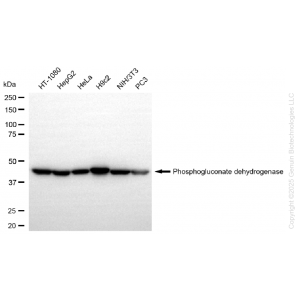 KD-Validated PGD Rabbit mAb (20 μl)