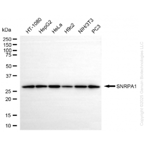 KD-Validated SNRPA1 Rabbit mAb (20 μl)