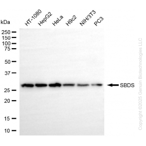 KD-Validated SBDS Rabbit mAb (20 μl)