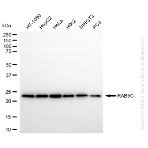 KD-Validated RAB5C Rabbit mAb (20 μl)
