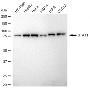 KD-Validated STAT1 Rabbit mAb (20 μl)