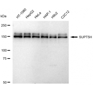 KD-Validated SUPT5H Rabbit mAb (20 μl)
