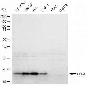 KD-Validated UFC1 Rabbit mAb (20 μl)