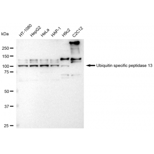 KD-Validated USP13 Rabbit mAb (20 μl)