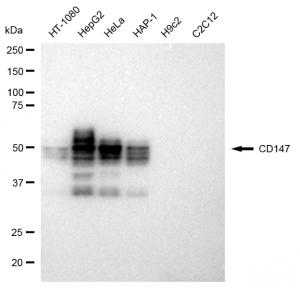 KD-Validated CD147 Rabbit mAb (20 μl)
