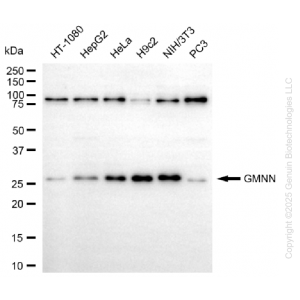 KD-Validated GMNN Rabbit mAb (20 μl)