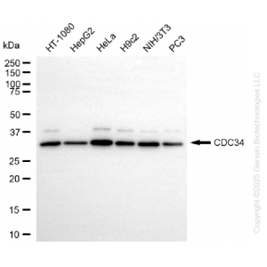 KD-Validated CDC34 Rabbit mAb (20 μl)