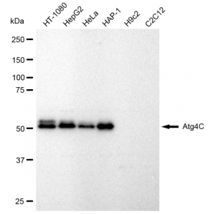 KD-Validated Atg4C Rabbit mAb (20 μl)