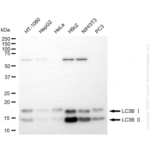 KD-Validated MAP1LC3B Rabbit mAb (20 μl)