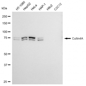 KD-Validated Cullin4A Rabbit mAb (20 μl)