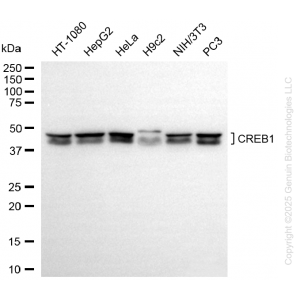 KD-Validated CREB1 Rabbit mAb (20 μl)