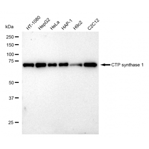 KD-Validated CTPS1 Rabbit mAb (20 μl)