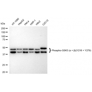 KD-Validated Phospho-GSK3A (Y216 + Y279) Rabbit mAb (20 μl)