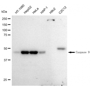KD-Validated CASP9 Rabbit mAb (20 μl)