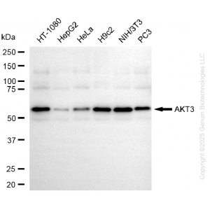 KD-Validated AKT3 Mouse mAb (20 μl)