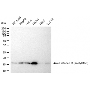 KD-Validated Histone H3 (acetyl K56) Rabbit mAb (20 μl)