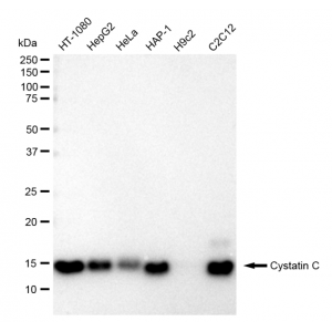 KD-Validated CST3 Rabbit mAb (20 μl)