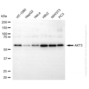 KD-Validated AKT3 Mouse mAb (20 μl)