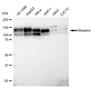 KD-Validated Nicastrin Rabbit mAb (20 μl)