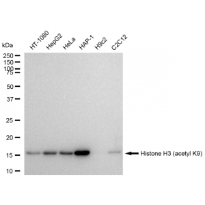 KD-Validated Histone H3 (acetyl K9) Rabbit mAb (20 μl)