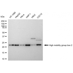 KD-Validated HMGB2 Rabbit mAb (20 μl)