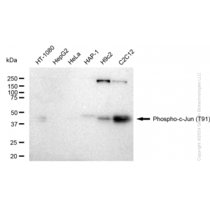 KD-Validated Phospho-c-Jun (T91) Rabbit mAb (20 μl)