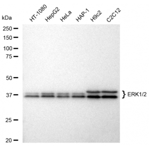 KD-Validated ERK1/2 Rabbit mAb (20 μl)