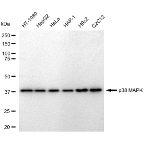 KD-Validated p38 MAPK Rabbit mAb (20 μl)