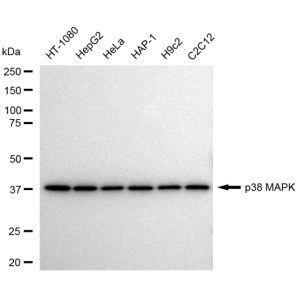 KD-Validated p38 MAPK Rabbit mAb (20 μl)