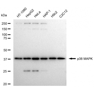 KD-Validated p38 MAPK Rabbit mAb (20 μl)