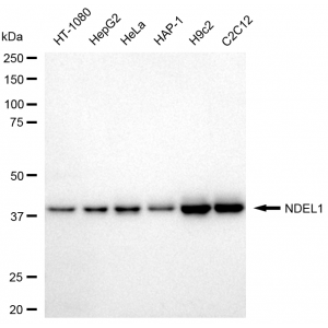 KD-Validated NDEL1 Rabbit mAb (20 μl)