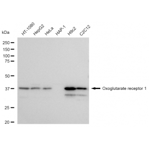 KD-Validated OXGR1 Rabbit mAb (20 μl)