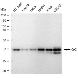 KD-Validated QKI Rabbit mAb (20 μl)