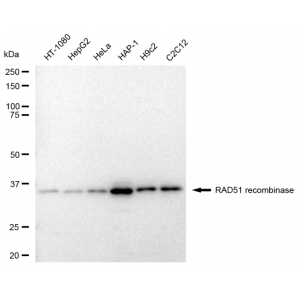 KD-Validated RAD51 Rabbit mAb (20 μl)