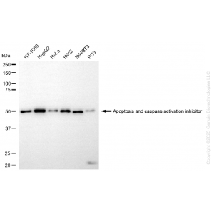 KD-Validated AVEN Rabbit mAb (20 μl)