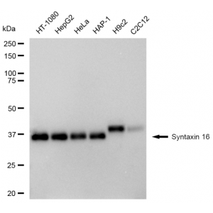 KD-Validated STX16 Rabbit mAb (20 μl)