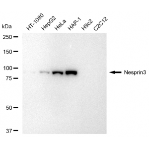 KD-Validated Nesprin3 Rabbit mAb (20 μl)