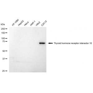 KD-Validated TRIP10 Rabbit mAb (20 μl)