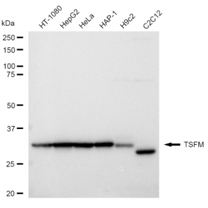 KD-Validated TSFM Rabbit mAb (20 μl)